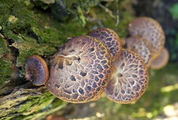 Top View of Dryad’s Saddle Mushrooms on Tree Trunk,Polyporus squamosus