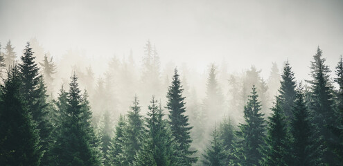 Misty mountain landscape with mysterious fir forest.