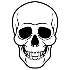 human skull vector