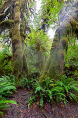 Hoh Rain Forest in the Olympic National Park, WA