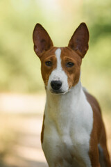 Basenji puppy portrait on beige background