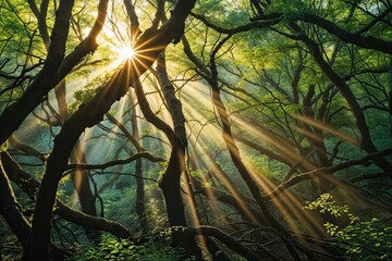Dynamic Forest Boughs Bathed in Striking Sunbeams