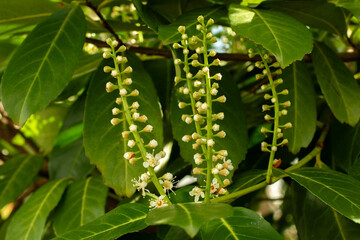 viburnum blooms in spring in April in the city,
viburnum bush branches. focus on foreground