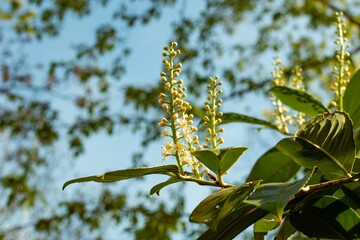 viburnum blooms in spring in April in the city,
viburnum bush branches. focus on foreground