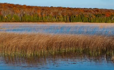 722-01 Kangaroo Autumn