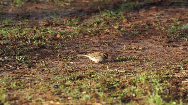 Watch this cute little Chipping Sparrow as it actively forages for food on the green and brown forest floor. Observe its delicate movements and focused search for sustenance in its natural habitat