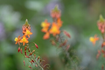 Close up of stalked bulbine (bulbine frutescens) flowers in bloom