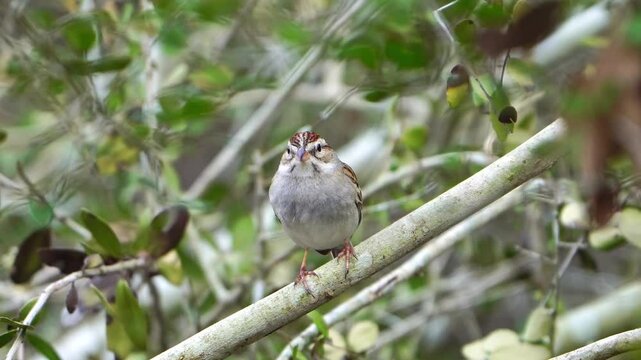 This close-up video captures an adorable Chipping Sparrow perched delicately on a branch surrounded by vibrant green leaves. Observe the intricate details of this tiny bird as it rests peacefully
