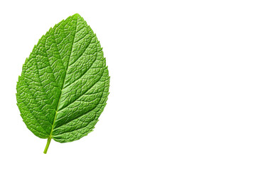 Fototapeta premium Leafy green plant with a stem, isolated