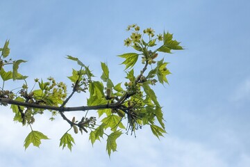 branches of a blooming maple near Munich spring April, focus on foreground