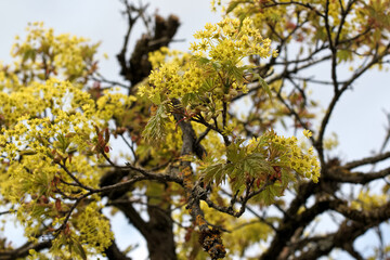 branches of a blooming maple near Munich spring April, focus on foreground