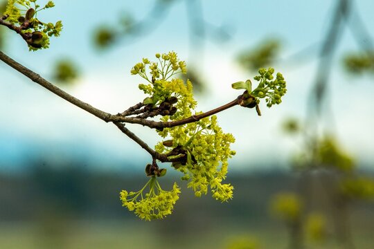 branches of a blooming maple near Munich spring April, focus on foreground
