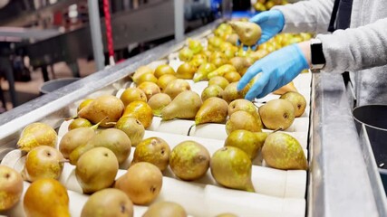 Female worker in gloves sorting conference pears on conveyor belt. Quality control process selecting damaged fruits for juice production in modern fruit processing and packing facility.