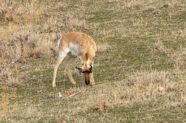antelope in a field
