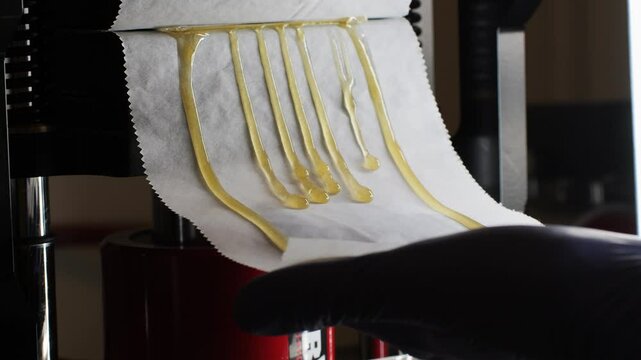 Freshly pressed medical cannabis, hash, live rosin, close-up. Concentrate or cannabis oil obtained by heat-pressing fresh marijuana auto-flowering plants. Production of CBD isolate