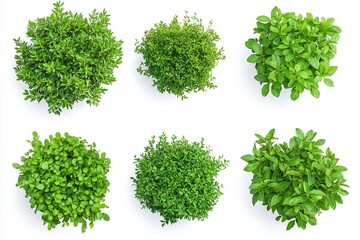 Obraz premium Aerial view of six green leafy plants arranged on a plain white surface in a studio setting
