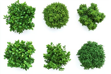 Fototapeta premium Aerial view of six green shrub plants arranged on a white background in a grid formation style