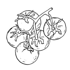 Tomato sprigs in the form of a sketch. Black and white vector illustration. Ripe cherry tomato, on a white background. Fresh whole tomato vegetables, healthy harvest, ink drawing.