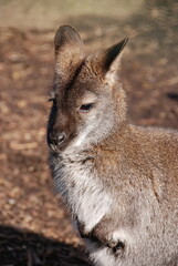 Wallaby