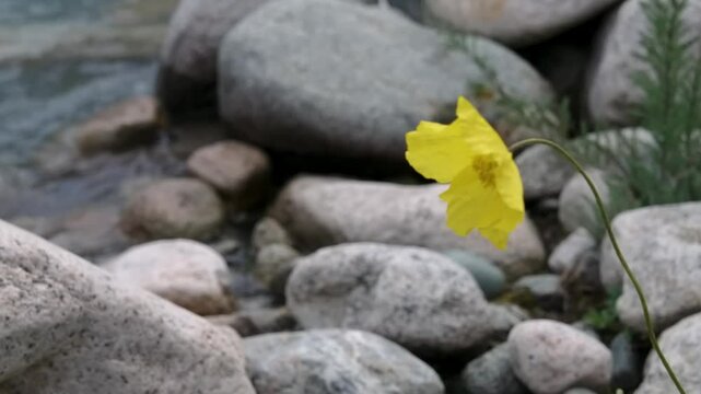 This footage showcases a yellow flower, possibly Erythranthe guttata (seep monkeyflower), set against a rocky backdrop near water.
