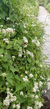 Flowers and butterflies on a wooden bridge in the forest