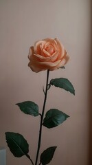 Single Peach Rose Minimalist Flower Photography