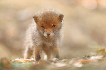 Lis rudy, lis pospolity (Vulpes vulpes) © Bartosz Rakoczy
