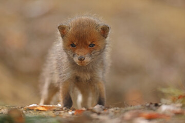 Lis rudy, lis pospolity (Vulpes vulpes)
