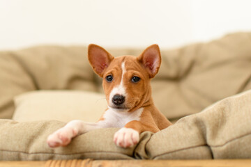 Young Basenji puppy looking up