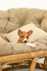 Obraz premium Basenji puppy sniffing the ground