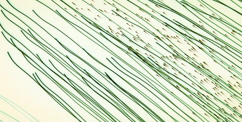 Obraz premium Artistic Pattern and Texture Combined with Golden Elements