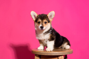Adorable Welsh Corgi puppy sitting on a wooden stool in front of a vibrant pink background. The playful young dog looks straight ahead with a curious and sweet expression. Studio shot with bright ligh