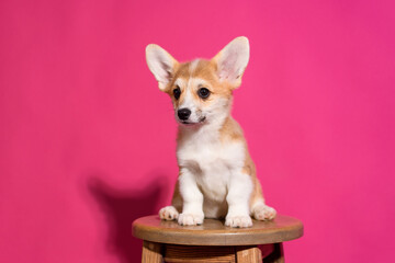 Adorable Welsh Corgi puppy sitting on a wooden stool in front of a vibrant pink background. The playful young dog looks straight ahead with a curious and sweet expression. Studio shot with bright ligh