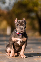 Cute American Bully puppy sitting on a wooden surface in a park on a sunny autumn day. The young dog wears a pink collar and looks to the side with a curious expression. Warm natural lighting and blur