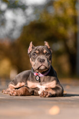 Cute American Bully puppy sitting on a wooden surface in a park on a sunny autumn day. The young dog wears a pink collar and looks to the side with a curious expression. Warm natural lighting and blur