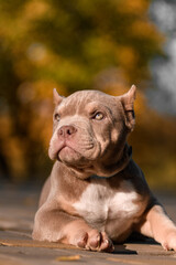 Cute American Bully puppy sitting on a wooden surface in a park on a sunny autumn day. The young dog wears a pink collar and looks to the side with a curious expression. Warm natural lighting and blur