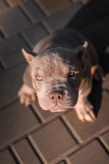 Close-up portrait of an American Bully puppy sitting on a paved surface and gazing upward with a curious expression. Captures personality and charm in natural lighting. Great for pet, breed, and lifes