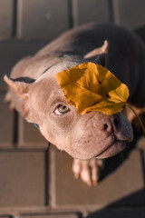 Funny American Bully with a yellow autumn leaf on its face, looking up