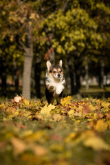 Adorable tricolor Pembroke Welsh Corgi puppy joyfully running through colorful autumn leaves in a park. Fluffy young dog in motion, enjoying a sunny fall day outdoors.