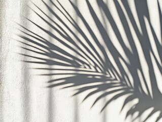 Fototapeta premium Palm leaf shadows on white background with soft light gradient. High-res and ultra-detailed.