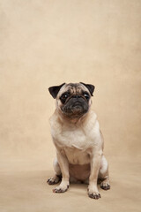 Obraz premium A pug sits on a beige background with a relaxed expression. Its wrinkled face and small body add charm to the portrait.
