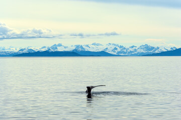 Obraz premium The tail of diving whale in Prince William sound near Valdez, Alaska, USA