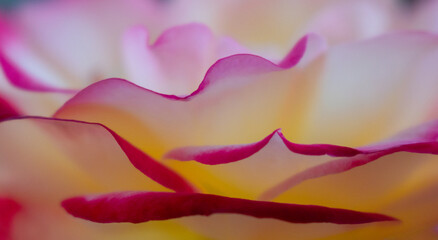 pink rose macro