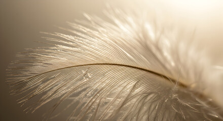 Obraz premium Delicate Beauty Of A Single Feather Lightness And Detail Highlighted