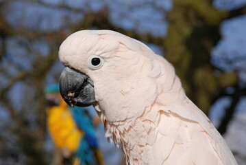 White Cockatoo