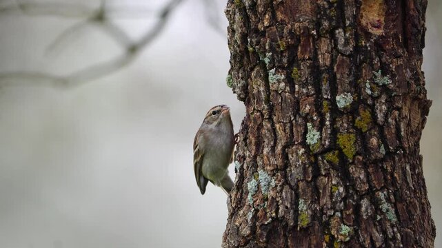 Watch this video of a little Chipping Sparrow as it diligently feeds at a hanging oak suet log. Observe this tiny bird clinging to the feeder and pecking at the nutritious suet.