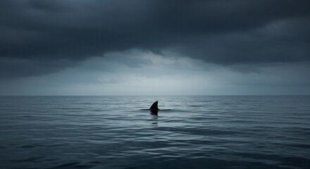 Naklejka premium A shark silhouette in the beach poised against the calm ocean horizon