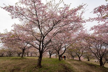 Obraz premium 長湯温泉の大漁桜