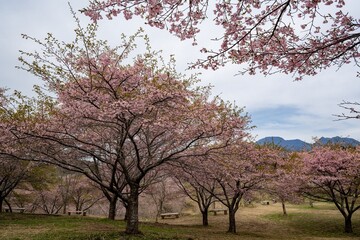 長湯温泉の大漁桜