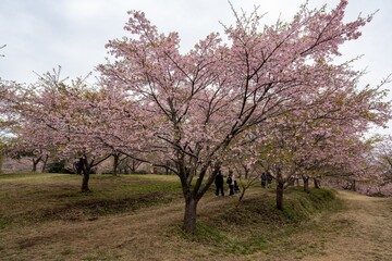 長湯温泉の大漁桜